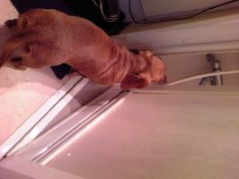 愛犬ドル様の行動！（長文なので気を付けて下さい（笑）&nbsp;画像1