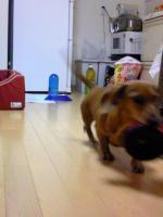 愛犬ドル様の行動！（長文なので気を付けて下さい（笑）&nbsp;画像1